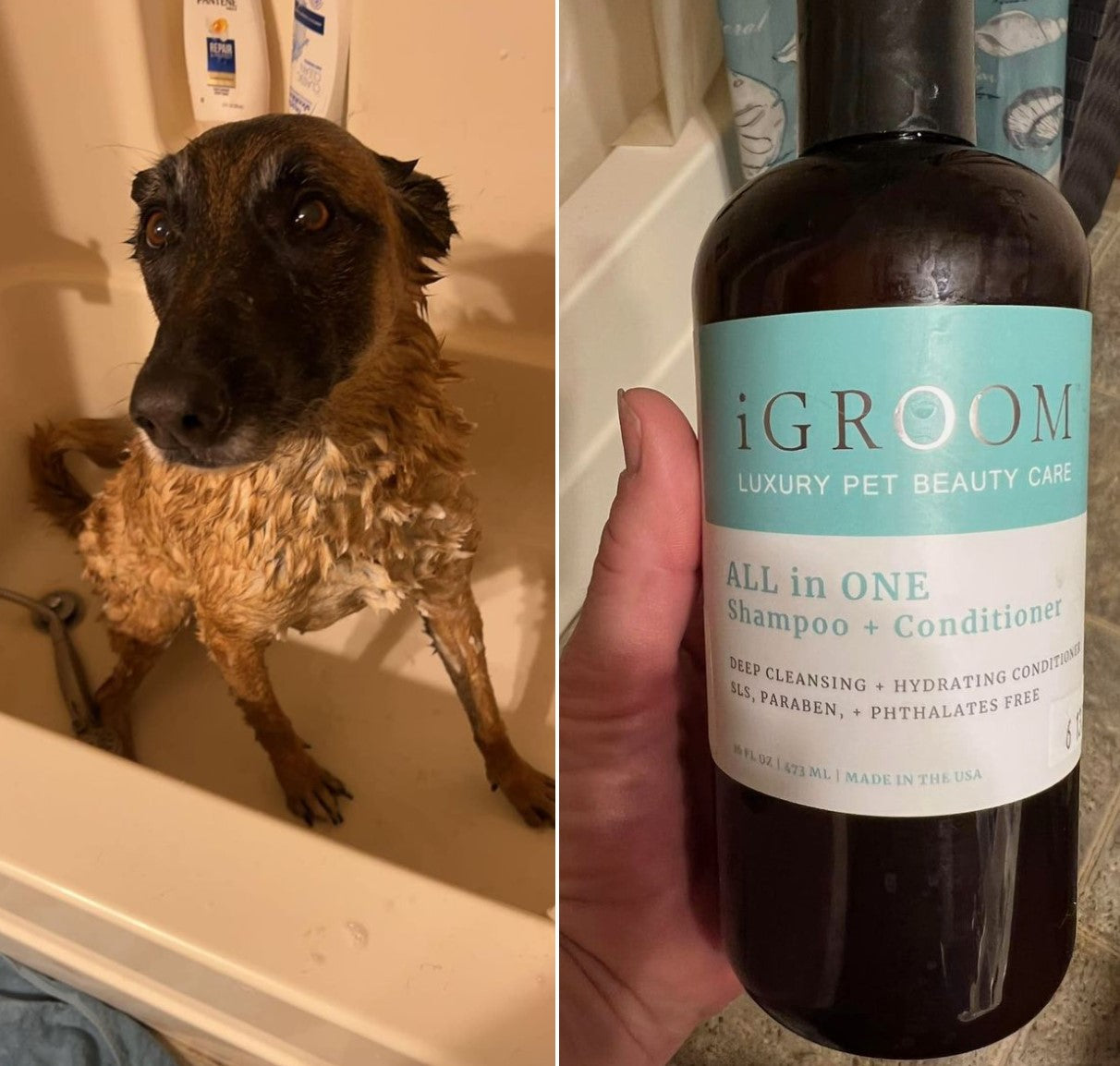 All-In-One Shampoo + Conditioner - iGroom