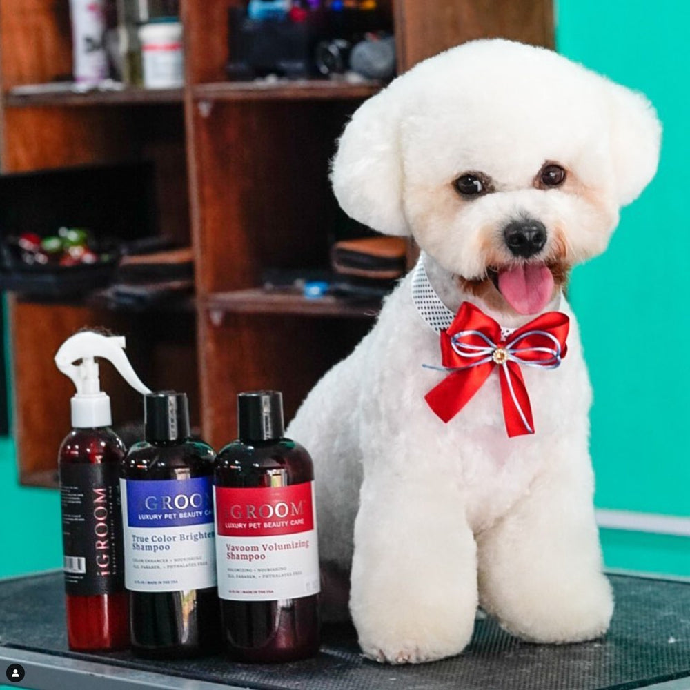 Best shampoo for hot sale bichon frise puppy